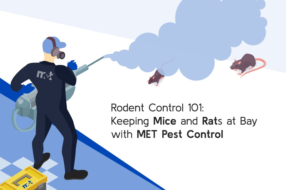 Rodent Control 101- Keeping Rats and Mice at Bay with MET Pest Control
