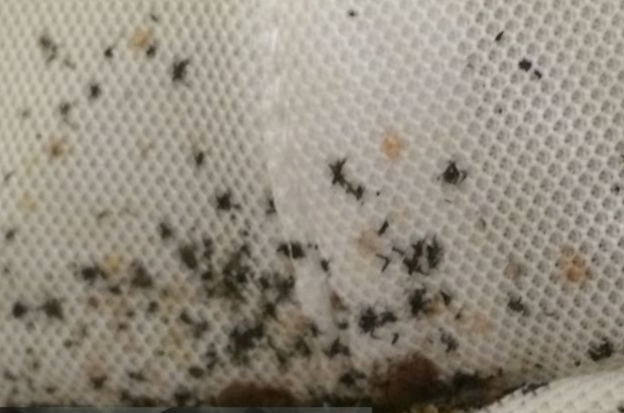 Bedroom Bug Infestation- Dark Spots on the sheets