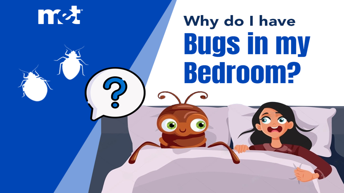 Why Do I Have Bugs in my Bedroom?