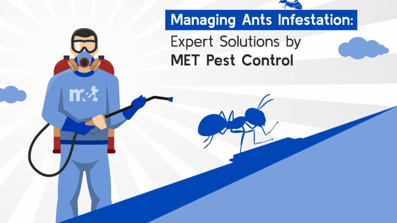 Managing Ants Infestation