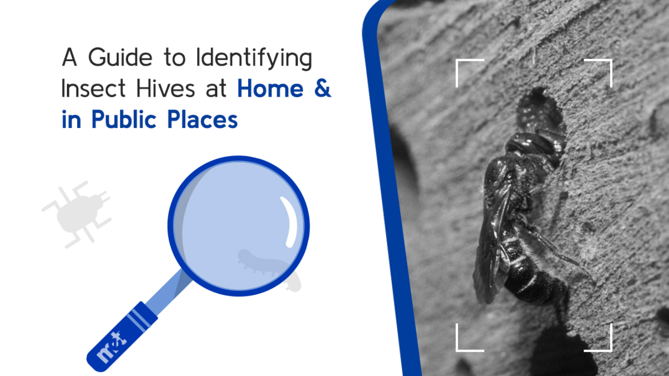 A Guide to Identifying Insect Hives at Home & in Public Places