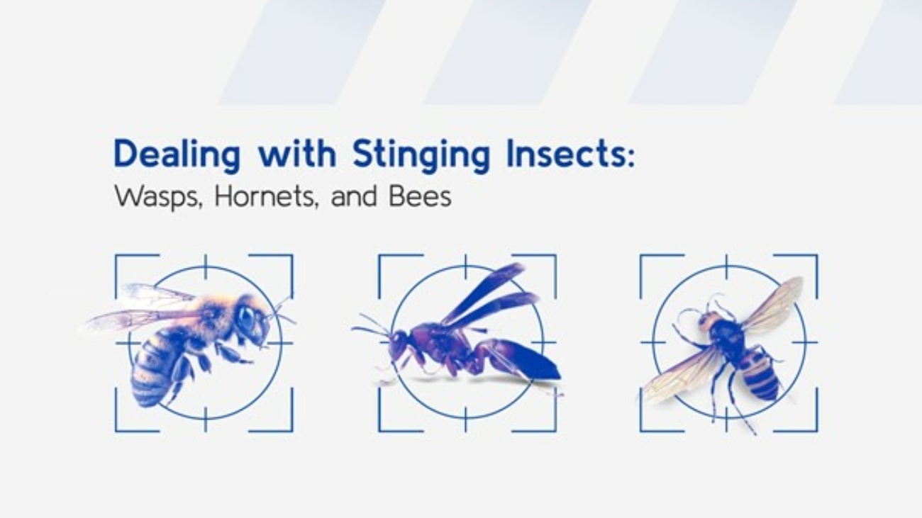 Dealing with Stinging Insects: Wasps, Hornets, and Bees