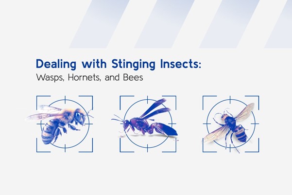 Dealing with Stinging Insects: Wasps, Hornets, and Bees