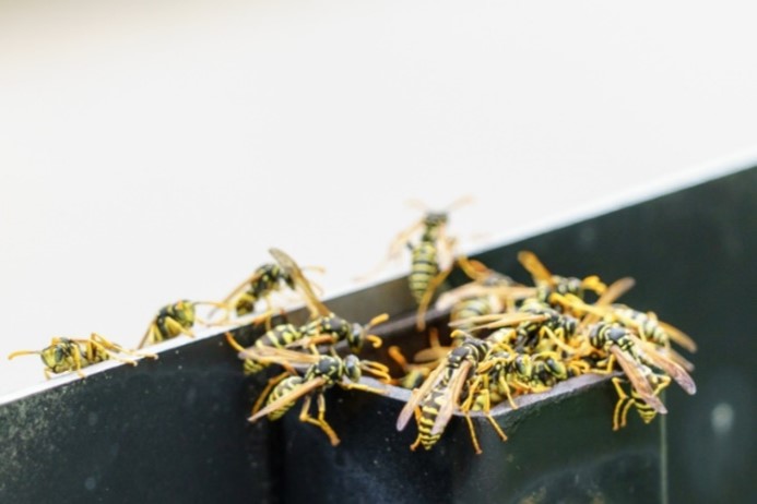 Wasps | Dealing with Stinging Insects - Wasps, Hornets, and Bees