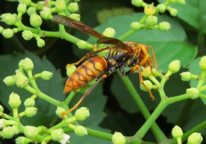 Hornets | Dealing with Stinging Insects - Wasps, Hornets, and Bees