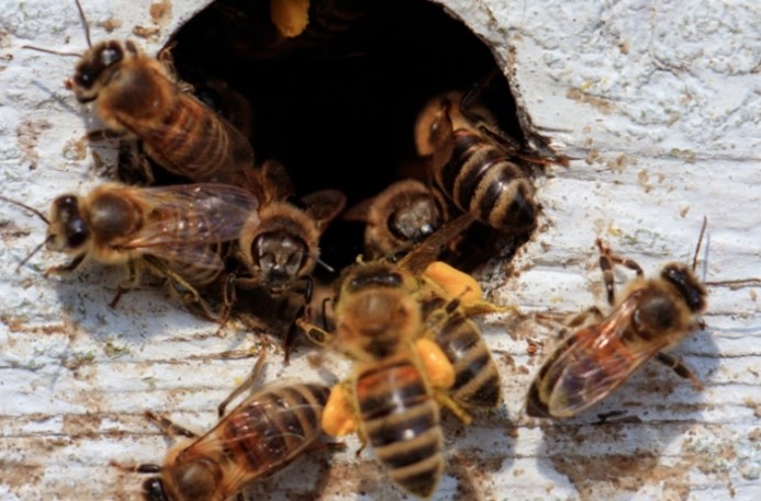 Bees | Dealing with Stinging Insects - Wasps, Hornets, and Bees