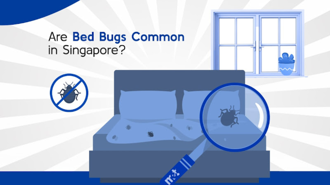 Are Bed Bugs Common in Singapore?