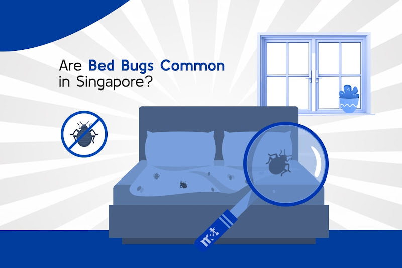 Are Bed Bugs Common in Singapore?