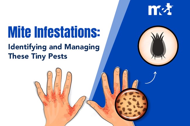 Mite Infestations: Identifying and Managing These Tiny Pests