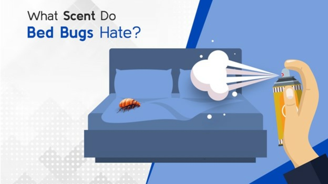 What Scent do Bugs Hate?