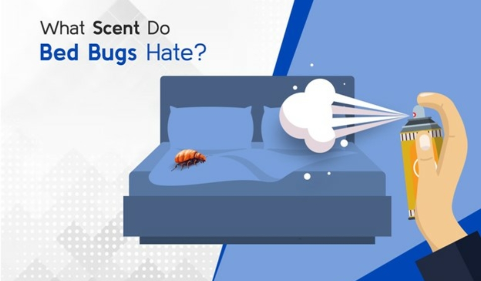 What Scent do Bugs Hate?