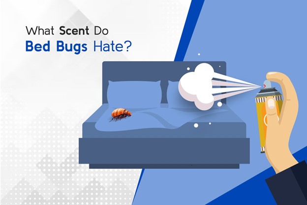 What Scent do Bugs Hate?