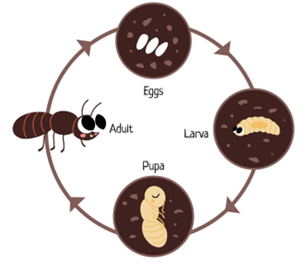 Cockroach Pest Control: Tackling the Resilient Pests