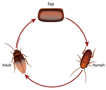 The Mosquito Life Cycle: Understanding Disease Carriers