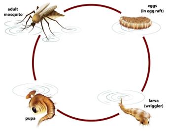 The Mosquito Life Cycle | The Lifecycle of Common Pests Understanding and Managing Infestations