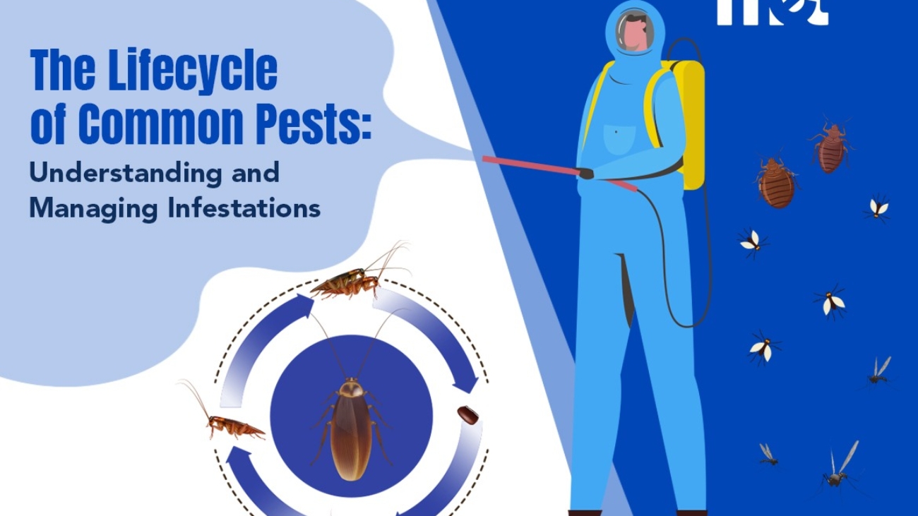 The Lifecycle of Common Pests: Understanding and Managing Infestations