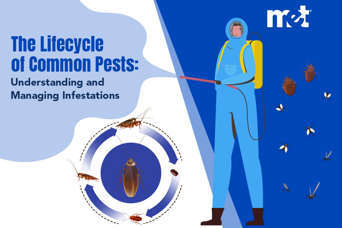 The Lifecycle of Common Pests: Understanding and Managing Infestations