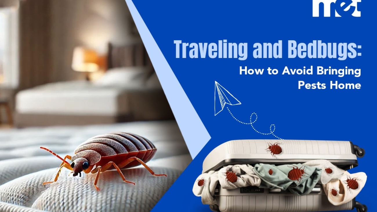 Traveling and Bedbugs How to Avoid Bringing Pests Home