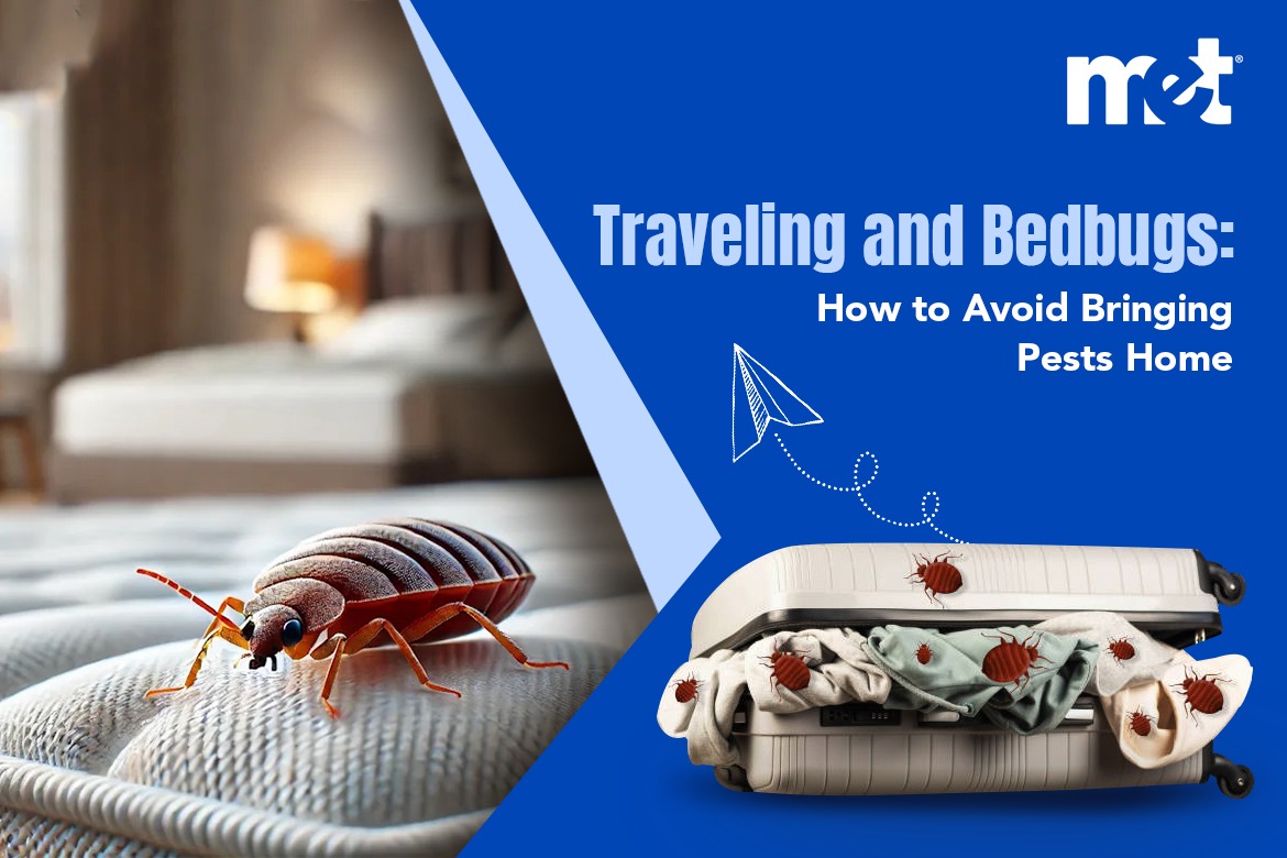 Traveling and Bedbugs How to Avoid Bringing Pests Home