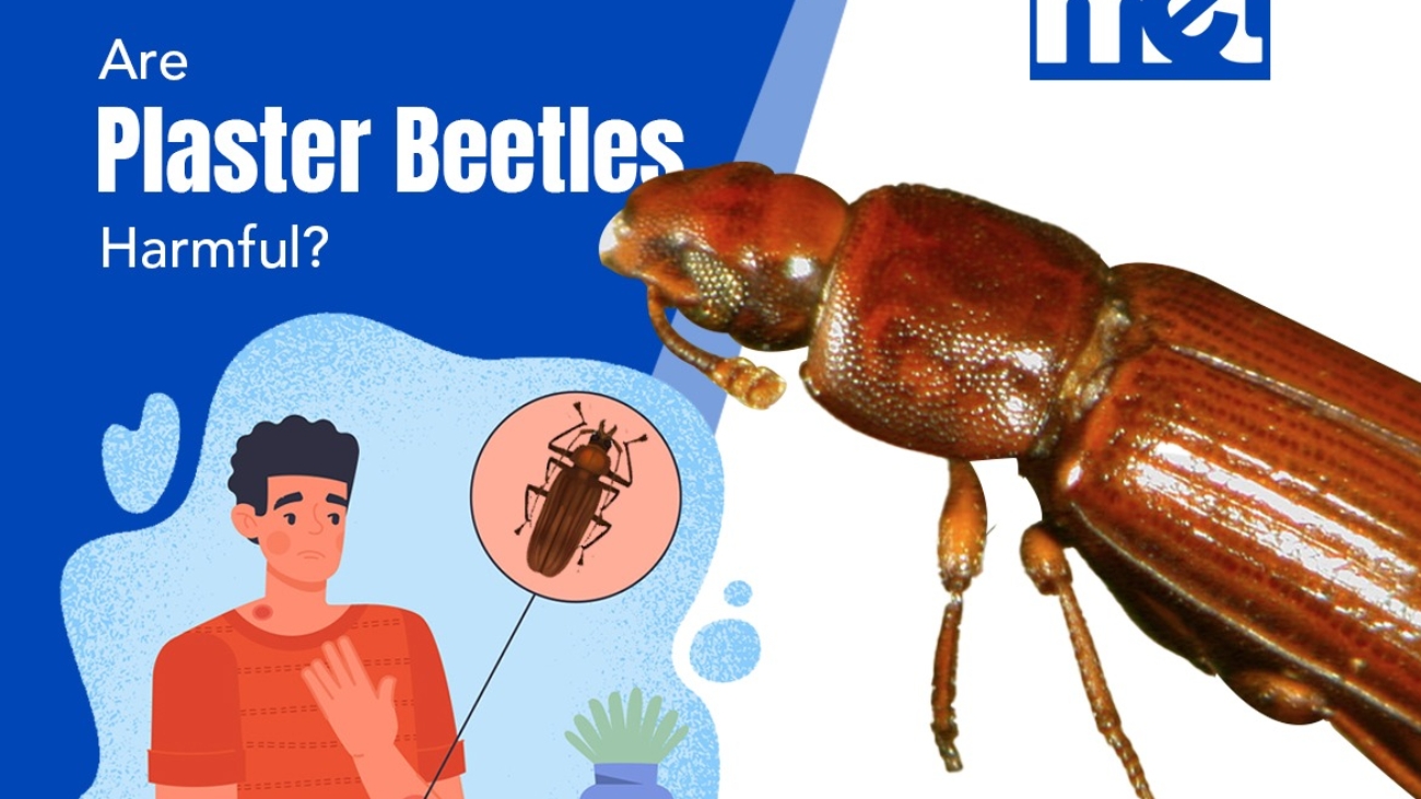 Are Plaster Beetles Harmful