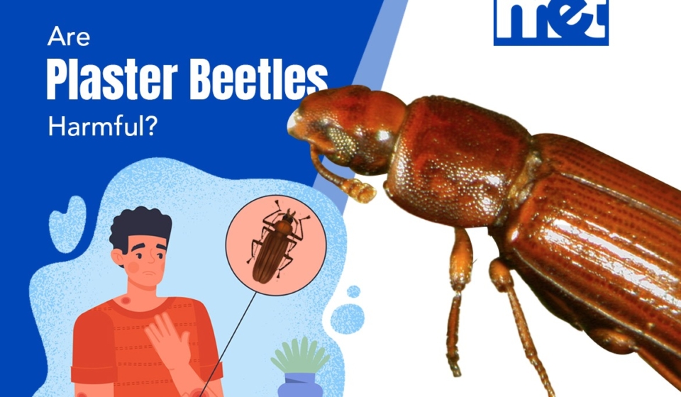 Are Plaster Beetles Harmful