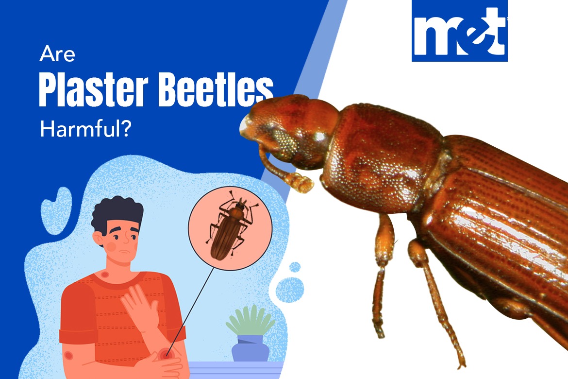 Are Plaster Beetles Harmful