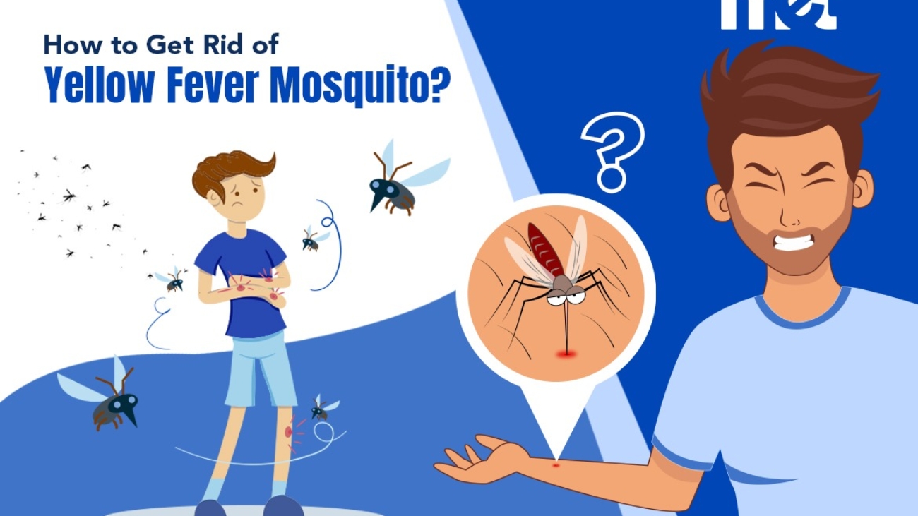 How to Get Rid of Yellow Fever Mosquito?