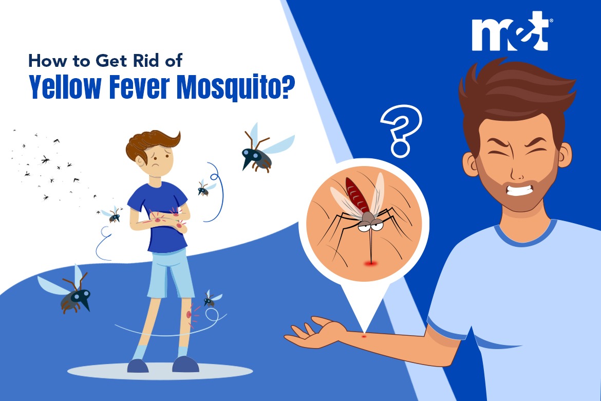 How to Get Rid of Yellow Fever Mosquito?