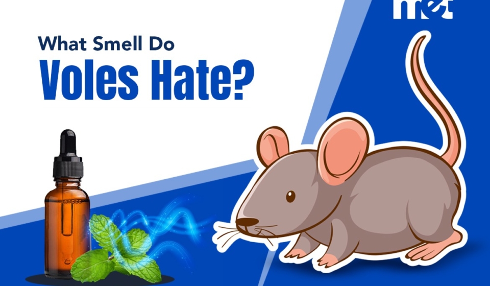 What Smell Do Voles Hate