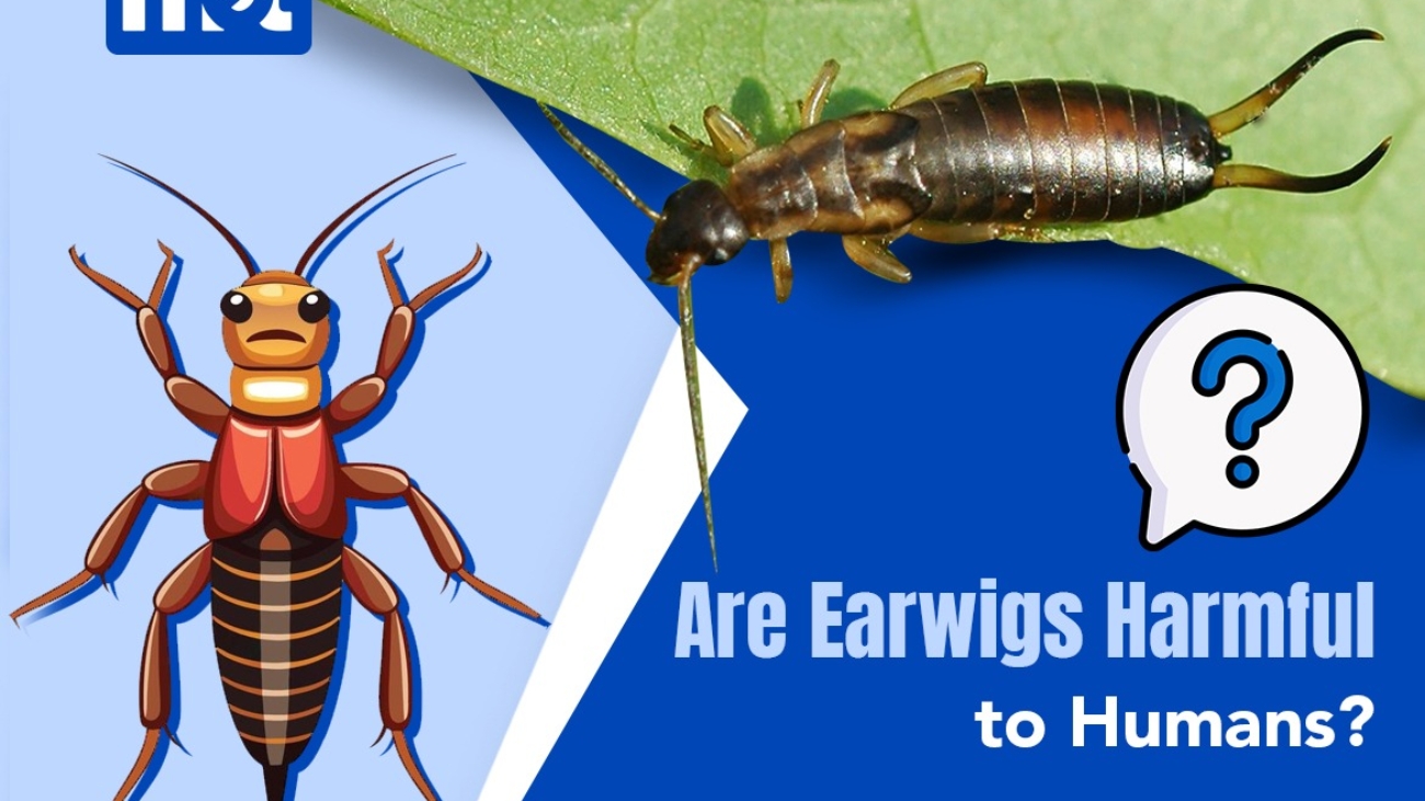 Are Earwigs Harmful to Humans