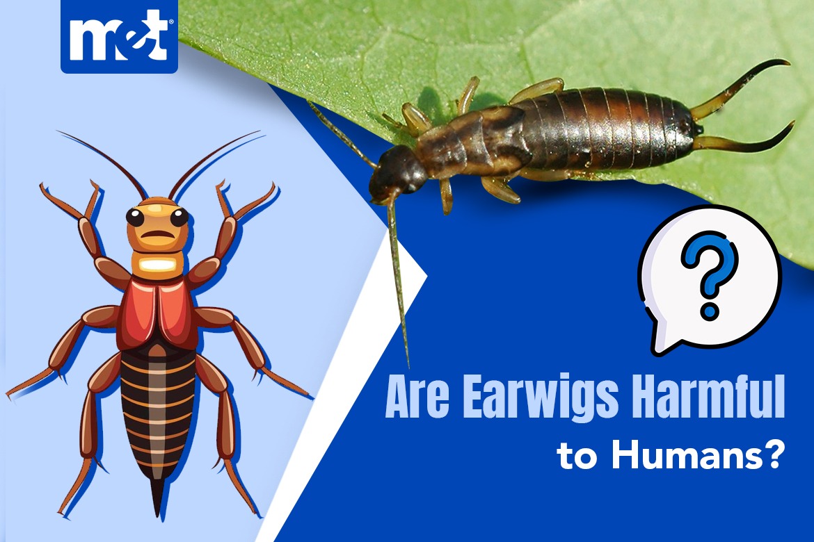Are Earwigs Harmful to Humans