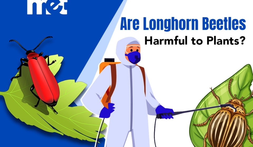 Are Longhorn Beetles Harmful to Plants