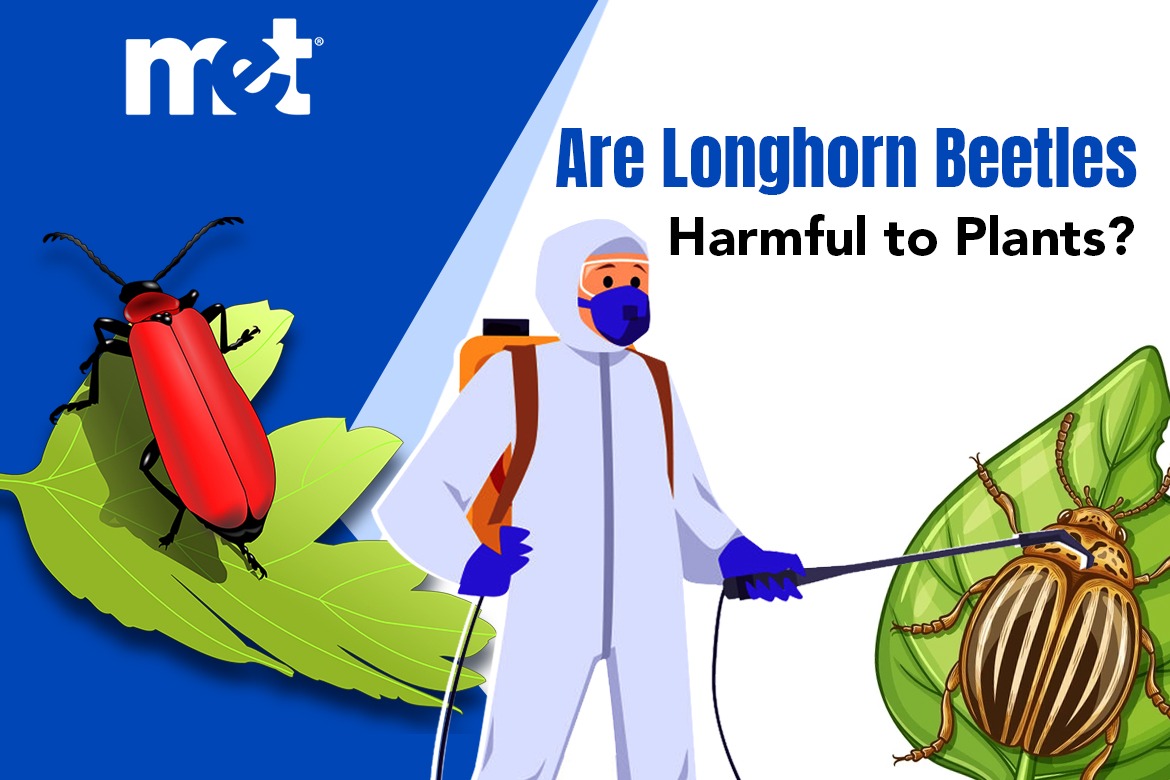 Are Longhorn Beetles Harmful to Plants