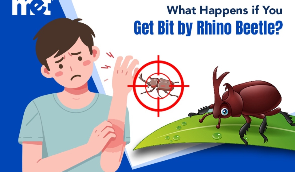 What Happens if You Get Bit by Rhino Beetle