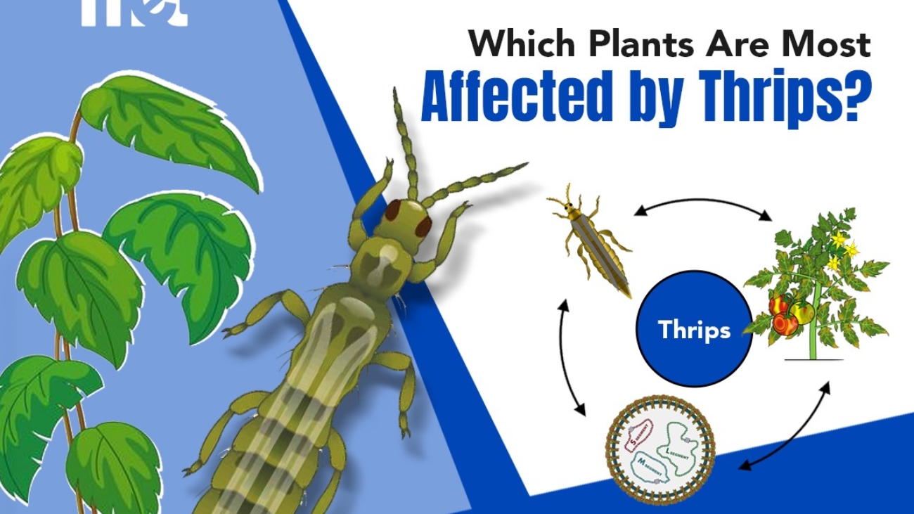 Which Plants Are Most Affected by Thrips?