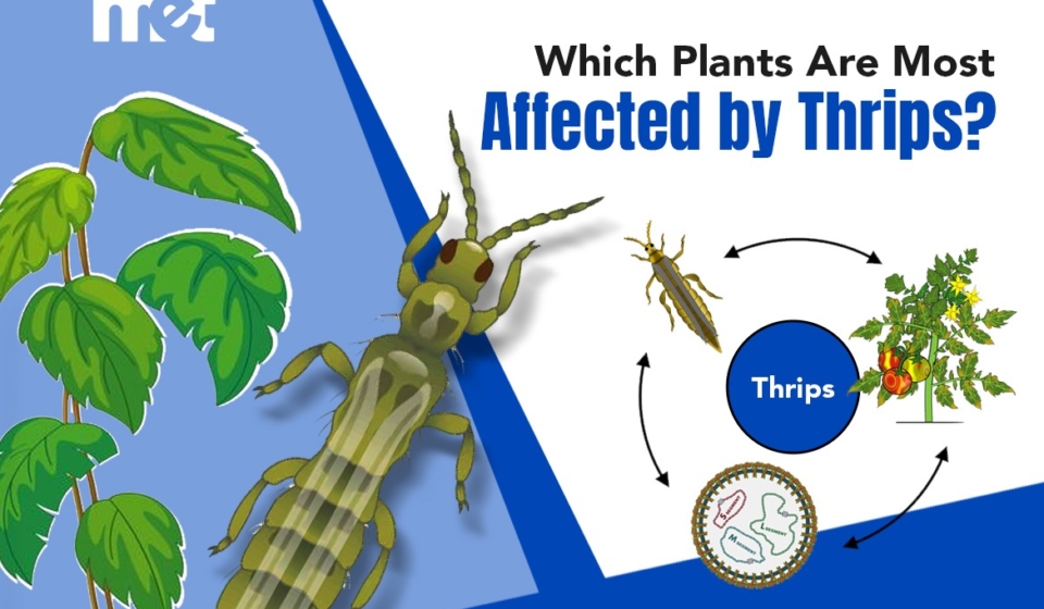 Which Plants Are Most Affected by Thrips?