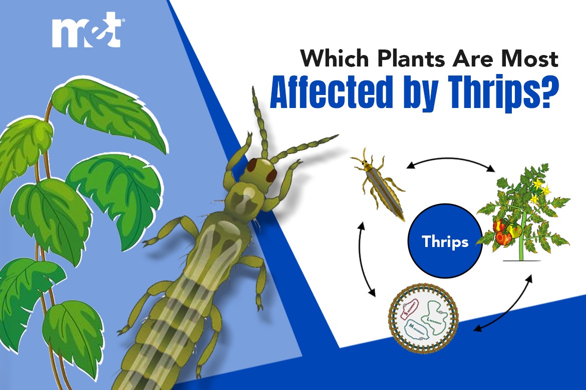 Which Plants Are Most Affected by Thrips?
