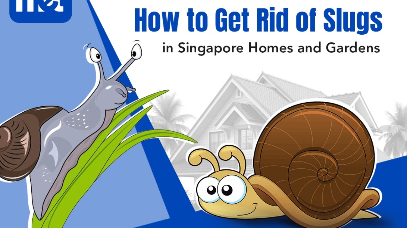 How to Get Rid of Slugs in Singapore Homes and Gardens