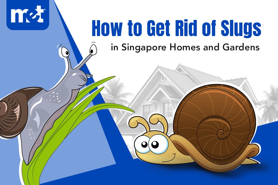 How to Get Rid of Slugs in Singapore Homes and Gardens