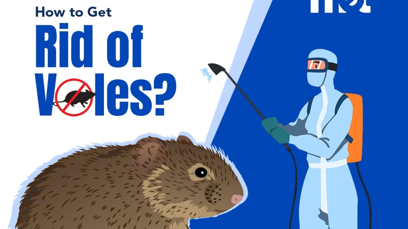 How to Get Rid of Voles