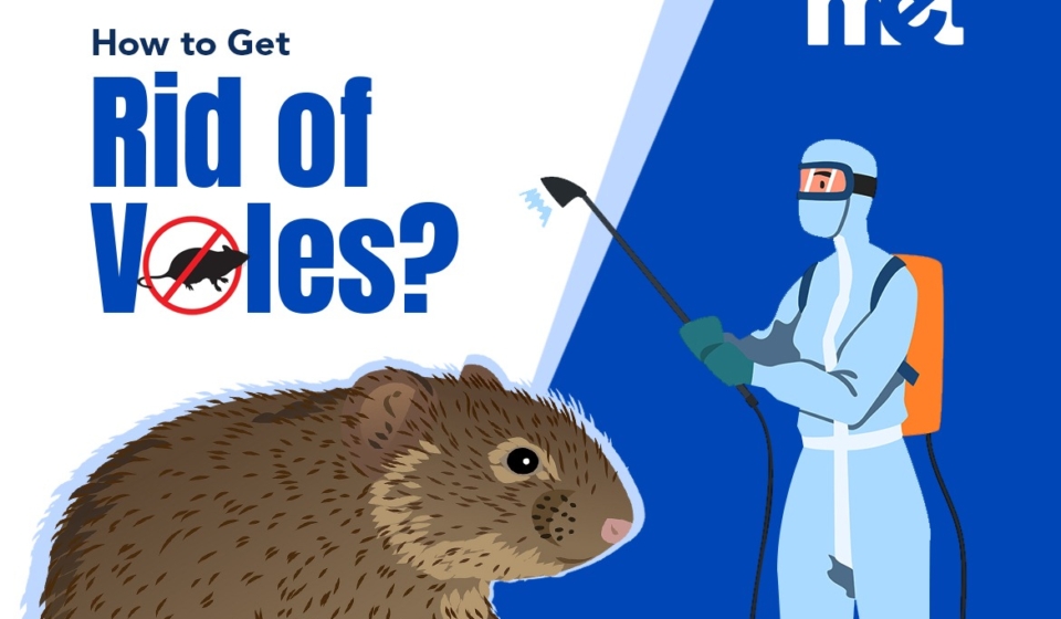 How to Get Rid of Voles