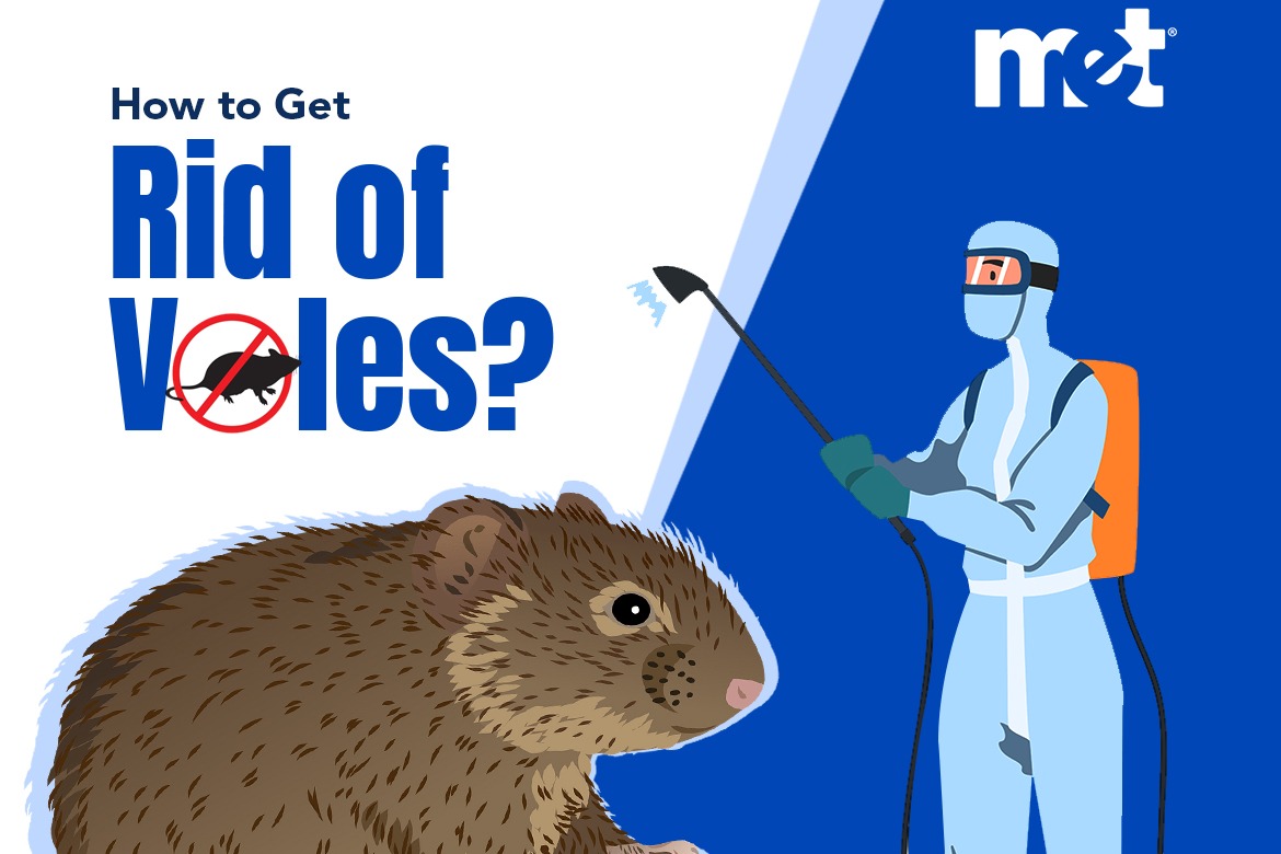 How to Get Rid of Voles