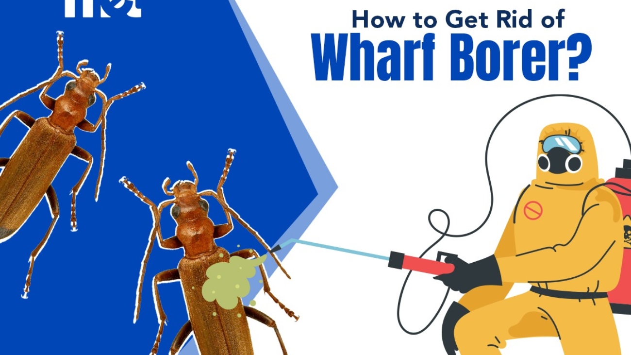 How to Get Rid of Wharf Borer