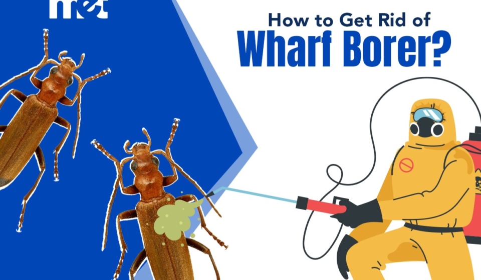 How to Get Rid of Wharf Borer