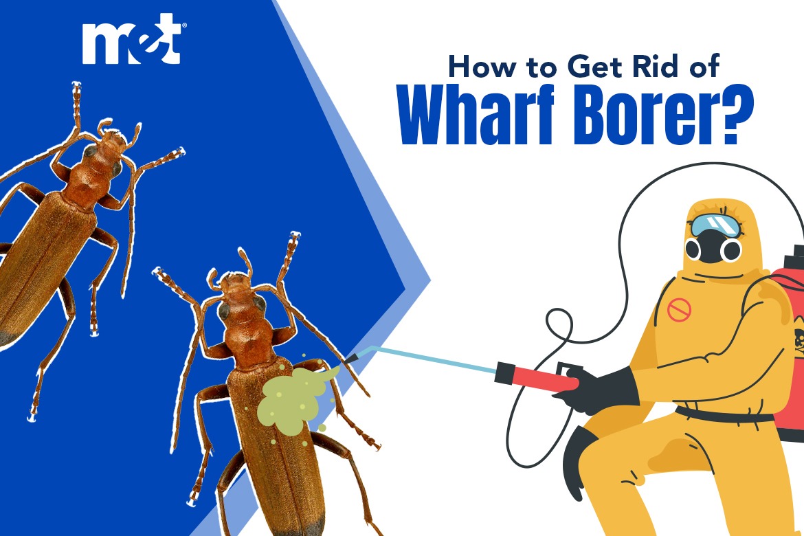 How to Get Rid of Wharf Borer