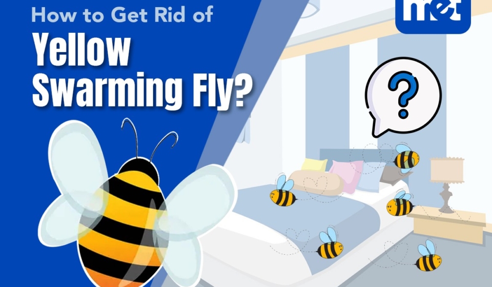 How to Get Rid of Yellow Swarming Fly?