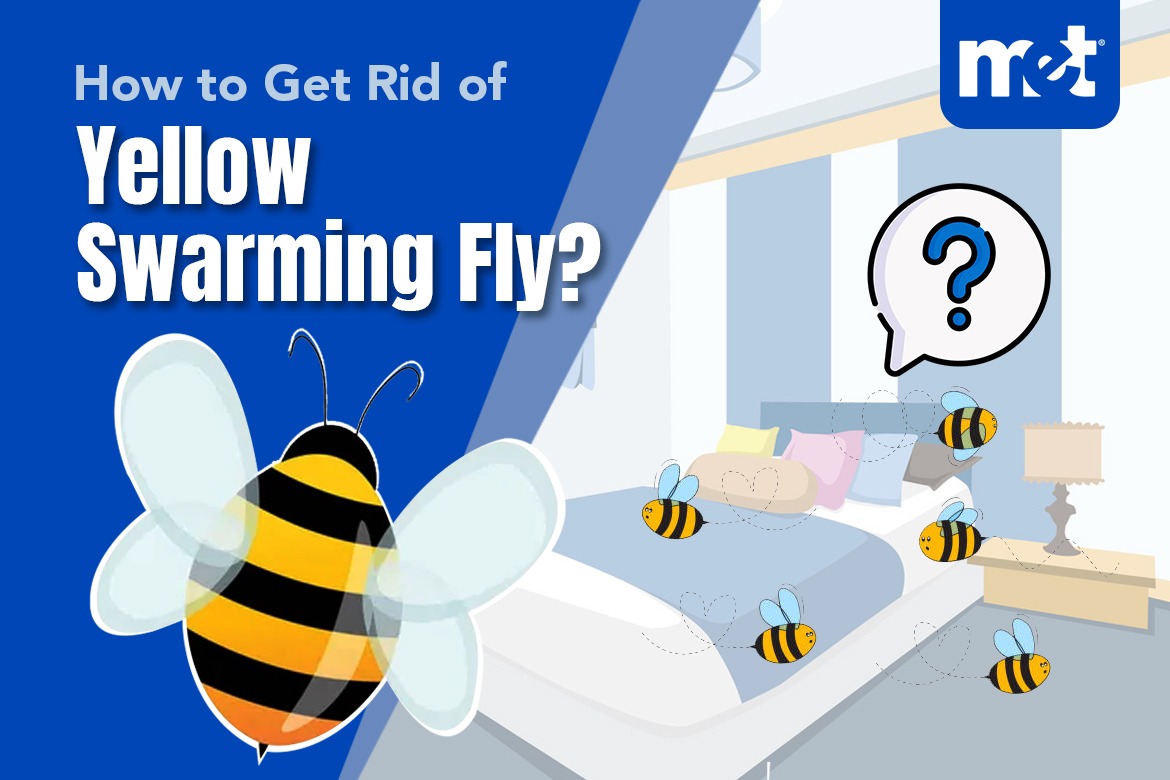 How to Get Rid of Yellow Swarming Fly?