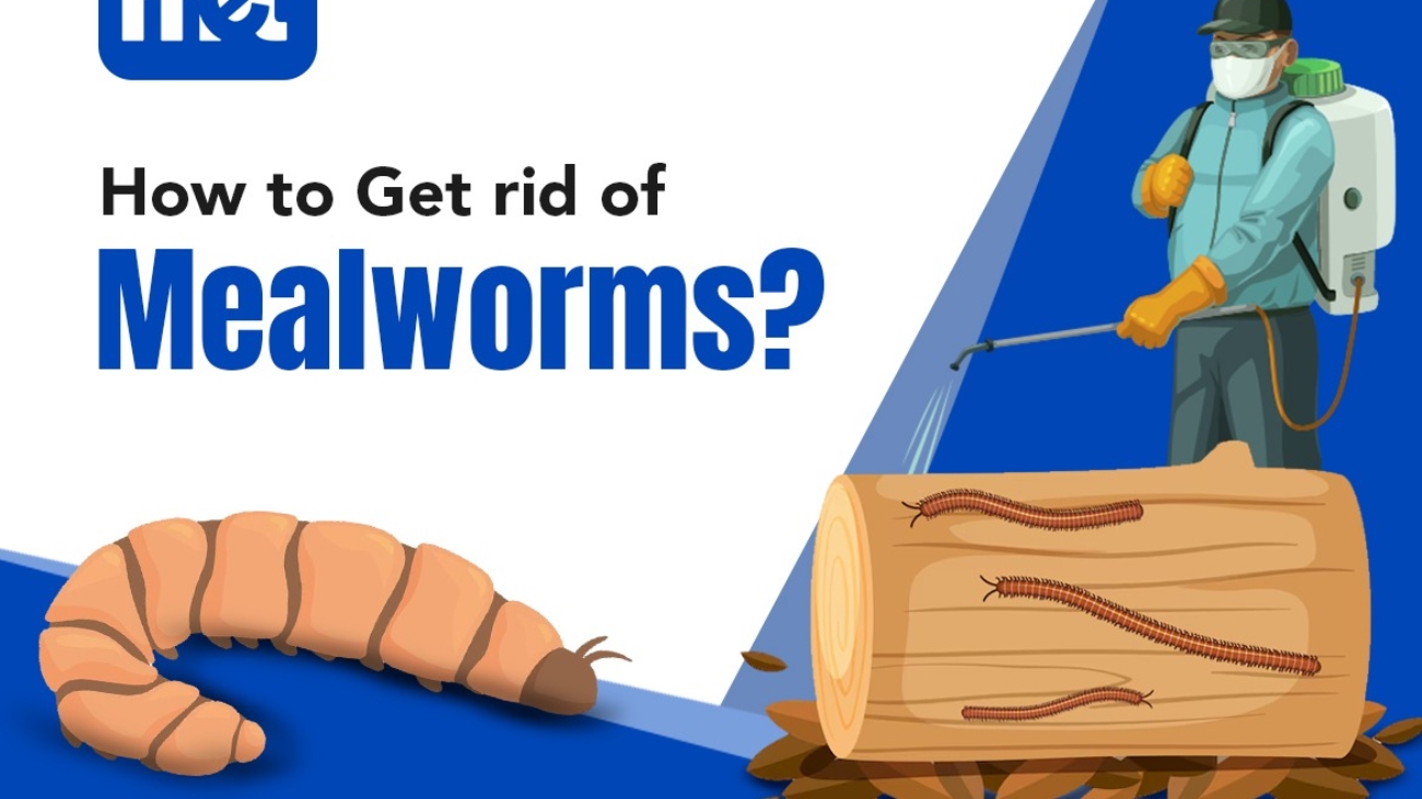 How to Get Rid of Mealworms?