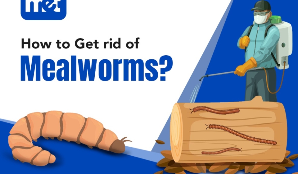 How to Get Rid of Mealworms?