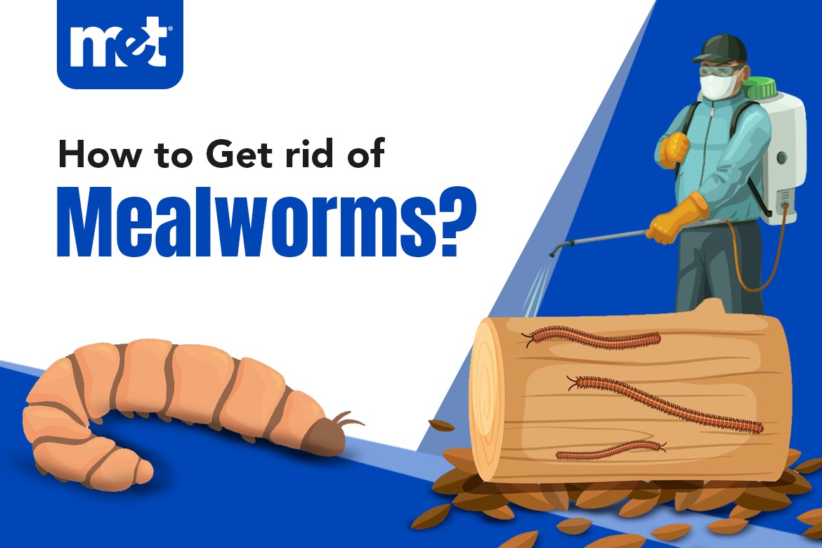 How to Get Rid of Mealworms?